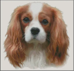 Cavalier King Charles Spaniel (No Background) (image for) Cavalier King Charles Spaniel (No Background)